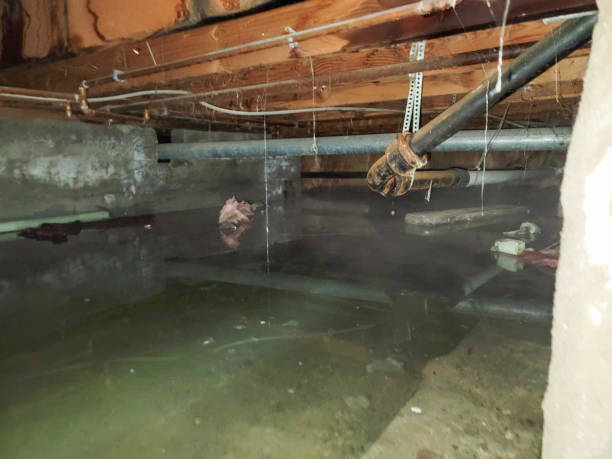 Best Carpet water damage restoration  in Rainbow Park, FL