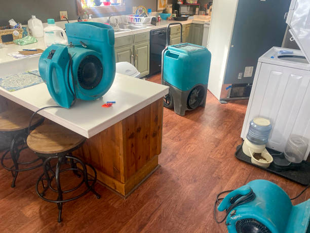 Best Local water damage restoration  in Rainbow Park, FL