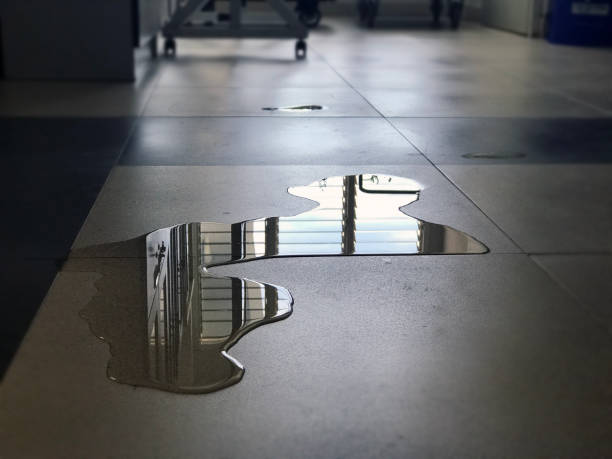Best Professional water damage repair  in Rainbow Park, FL